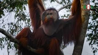Wie sprechen Orang-Utans?| BOS | orangutan.de