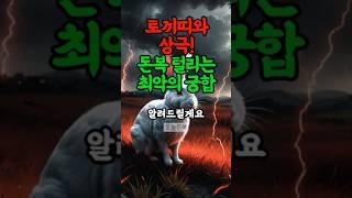 토끼띠, 재물운 최악 궁합 띠 #운세 #재물운 #풍수
