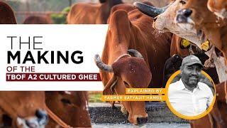 Making Of Pure Traditional Bilona Ghee I A2 cow ghee I Benefits of Consuming A2 Ghee