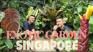 Inside The Diverse - Exotic Garden of Singapore Plant Collector | Aroids Bromeliads Costus and More!
