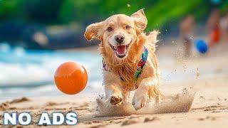 12 Hours Dog Music  Relaxing Music For Dogs With Anxiety Separation Anxiety Relief musicDog Calm