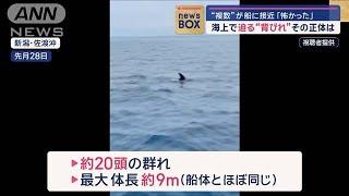 海上で迫る“背びれ”その正体は　“複数”が船に接近「怖かった」【スーパーJチャンネル】(2024年7月2日)