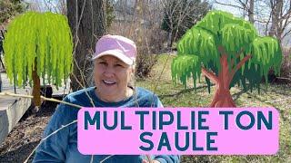 Comment multiplier un saule? - capsule horticole