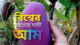 বিশ্বের সবচেয়ে দামী আম||১০টি দামী ও সুস্বাদু আম||The most expensive mango in the world||AT voice||