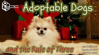 Adoptable Dogs and the Rule of Three