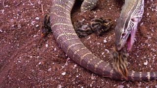 Monitor lizards eat a dozen quail chicks - Part 1