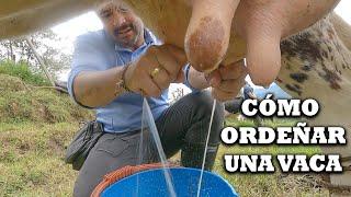 Como ordeñar un vaca, artesanal con la mano en campo con ternero, ordeño, leche y ganado @TVdigital