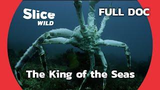 Giant Crabs: a Threat to the Balance of the Marine Ecosystem | SLICE WILD | FULL DOCUMENTARY