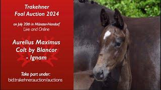 15 - Aurelius Maximus - Colt by Blancor - Ignam (*19.04.2024, bay)