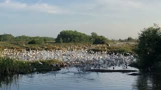 Wading Birds Feeding in the Everglades