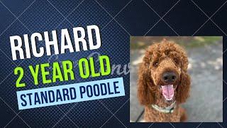 Allentown Dog Trainers ||| OLK9 Lehigh Valley ||| 2 Year Old Standard Poodle, Richard