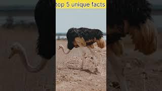 top 5 unique facts  #viralvideo #amazingfact #facts