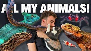 MEET ALL MY ANIMALS | BEAST ROUTINE | TERRAQUAMAN