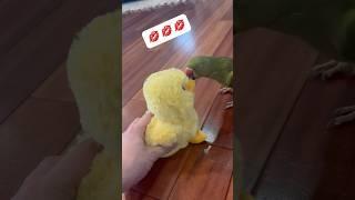 Ducky kisses the ducky!  #cuteanimals #babyanimals #kisses #talkingbird #talkingparrot #duck