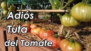 Como Evitar o Eliminar la TUTA o Polilla del Tomate || El Huerto de Silverio