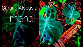 Berburu caladium-sirih kraton philodendron calatea di hutan alocasia mahal