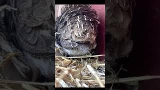 Japanese Coturnix quail laying it’s first egg..