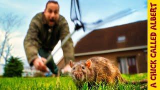 27 Rats Attacked my Birds and I TRAPPED all of them Alive