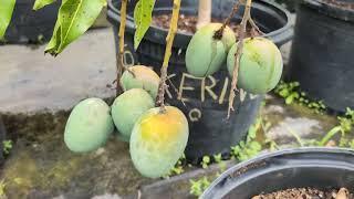 Ultimate mango growing in pots (video#2)