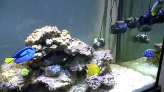 marine fish tank 30 7 11