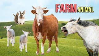 Farm Animal  Facts and Sounds