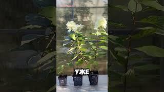 Дачный набор гортензий: как купить по СУПЕР-ЦЕНАМ!   Где купить  набор гортензий для дачи?