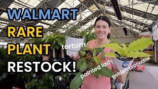 Walmart Rare Plant RESTOCK! NEW Painted Lady Philodendron! Big Box Plant Shopping - Houseplants