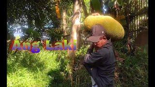 HARVEST JACKFRUIT | ANG DAMI AT MALAKI