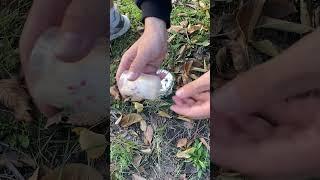 Survival lifehack