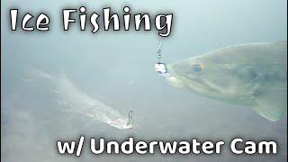 INSANE Underwater Footage! | Ice Fishing Predator Fish