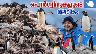 Antarctica  #10 - അന്റാർട്ടിക്കയിൽ ആദ്യമായി ചന്ദ്രനെ കണ്ടു | Penguins | Cuverville Island