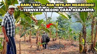 Kembali Ke Kebun ! Cukup Lama Tak Ditengok Begini Kondisi Kebunnya Bah Unang Sekarang