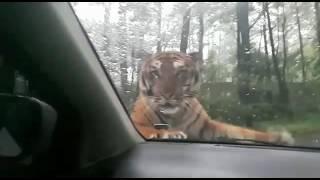 Awas ‼️ Harimau Naik Mobil di Taman Safari