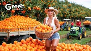 Orange Farming - Orange Harvesting & Orange Juice Making Process in Factory| Agriculture Technology