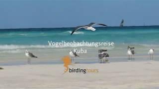 Kuba: Vogelbeobachtungsreise mit birdingtours