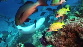Diving in Fiji Island,  (Aggressor) August 2015 Part 6