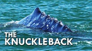 Grey Whale: The Knuckle Back Whale