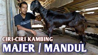 CIRI-CIRI KAMBING MAJER ATAU MANDUL