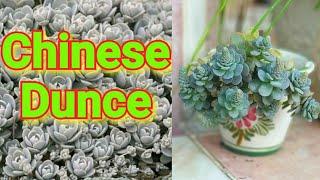 Chinese Dunce / Orostachys Iwarenge