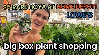 $5 Rare HOYA at Home Depot! Big Box Plant Shopping Lowes & Home Depot - Houseplants & Indoor Plants