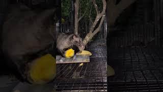 Ganito pla kumain ang mama musang