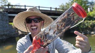 Fishing LIVE Crickets for Spawning Bluegill (Ultra Light Tackle)