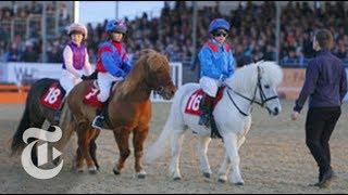 Shetland Pony Grand National | Op-Docs | The New York Times