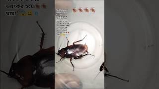 1,2,3 start cockroach #aymanblog #funny #shorts #cockroach