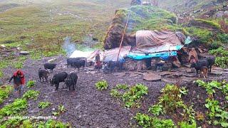 Himalayan Village Life | Dolpa | Nepal | The Making Process Of Ghee In the himalayan Yak Farm |