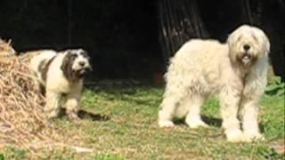 Romanian Mioritic Shepherd dog babby