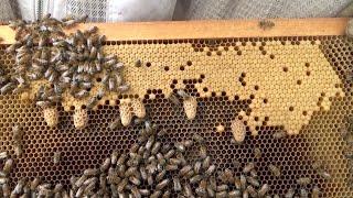 What happens to a beehive 7 days after placing a double screened dividing board between brood boxes.