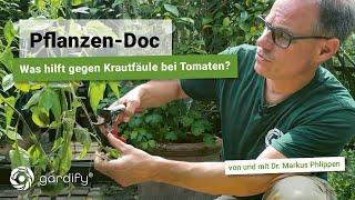 Krautfäule an Tomaten - Was hilft? So rettet ihr eure Tomaten | Pflanzen-Doc