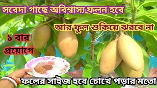 সবেদা গাছে অবিশ্বাস্য ফলন পেতে ১বার এই খাবার দিন, ফল হবে বড়ো ও মিষ্টি। কী করলে ঝরবে না সবেদার ফুল?