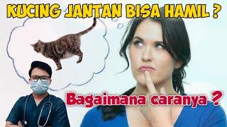 KUCING JANTAN BISA HAMIL, KOK BISA ? || drh Mirza Yusa || Dokter Mirza